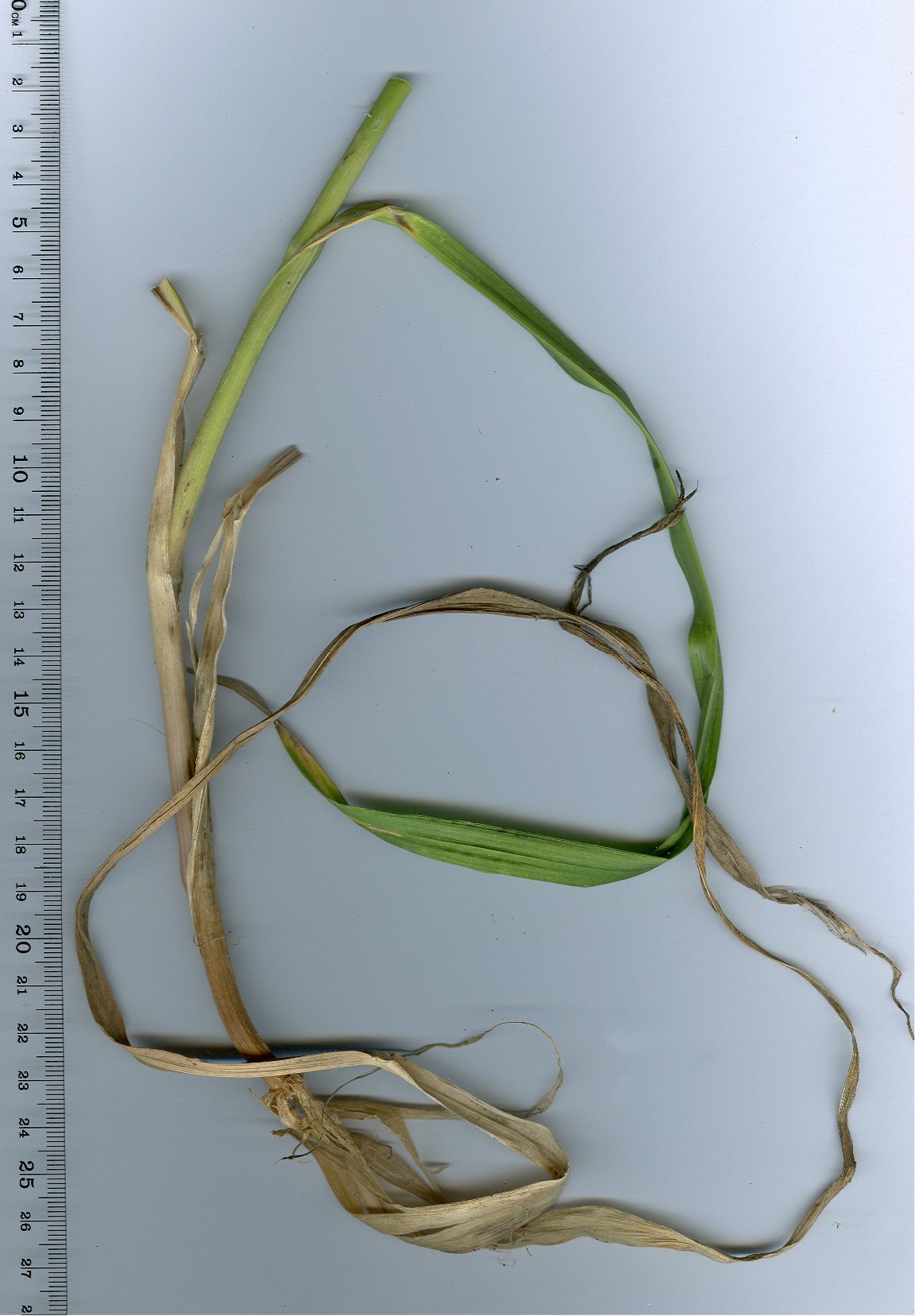bromus catharticus