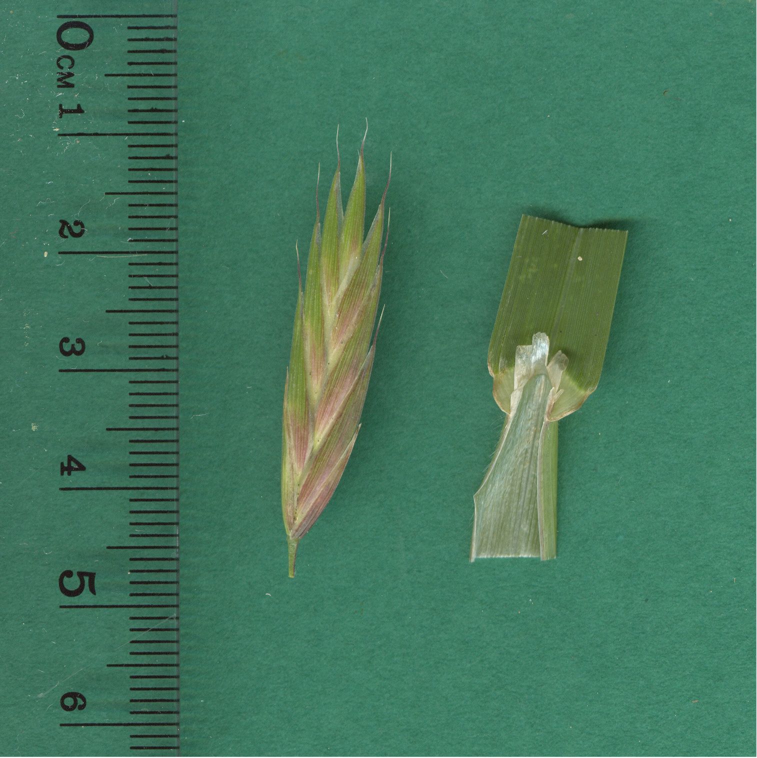 bromus catharticus