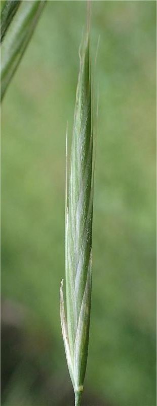 bromus ramosus subsp benekenii