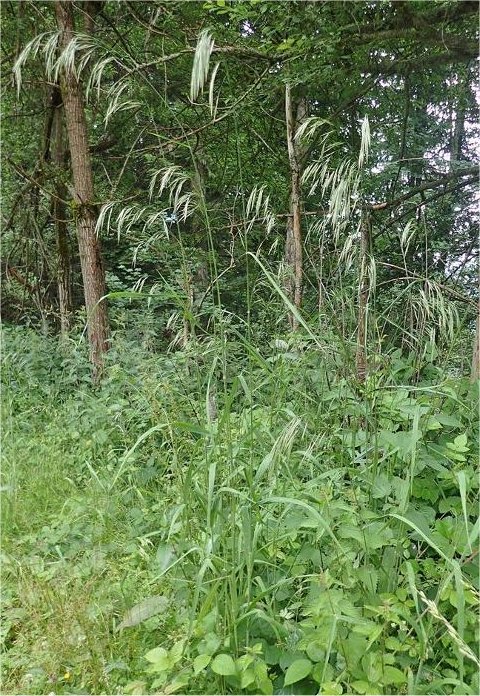 bromus ramosus subsp benekenii