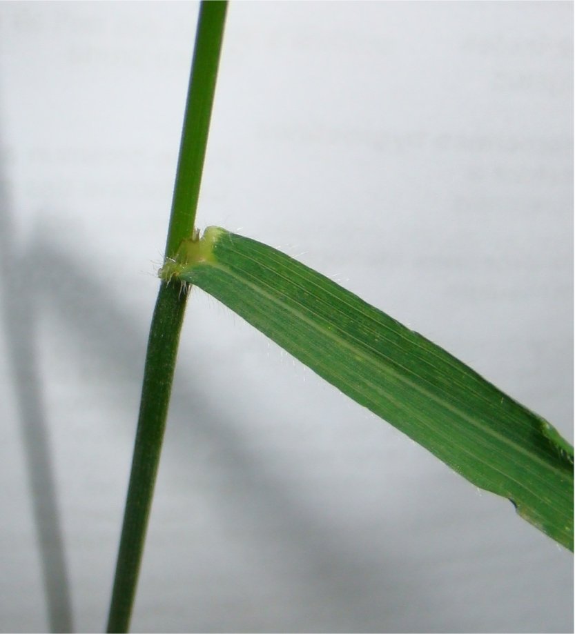 bromus ramosus subsp benekenii
