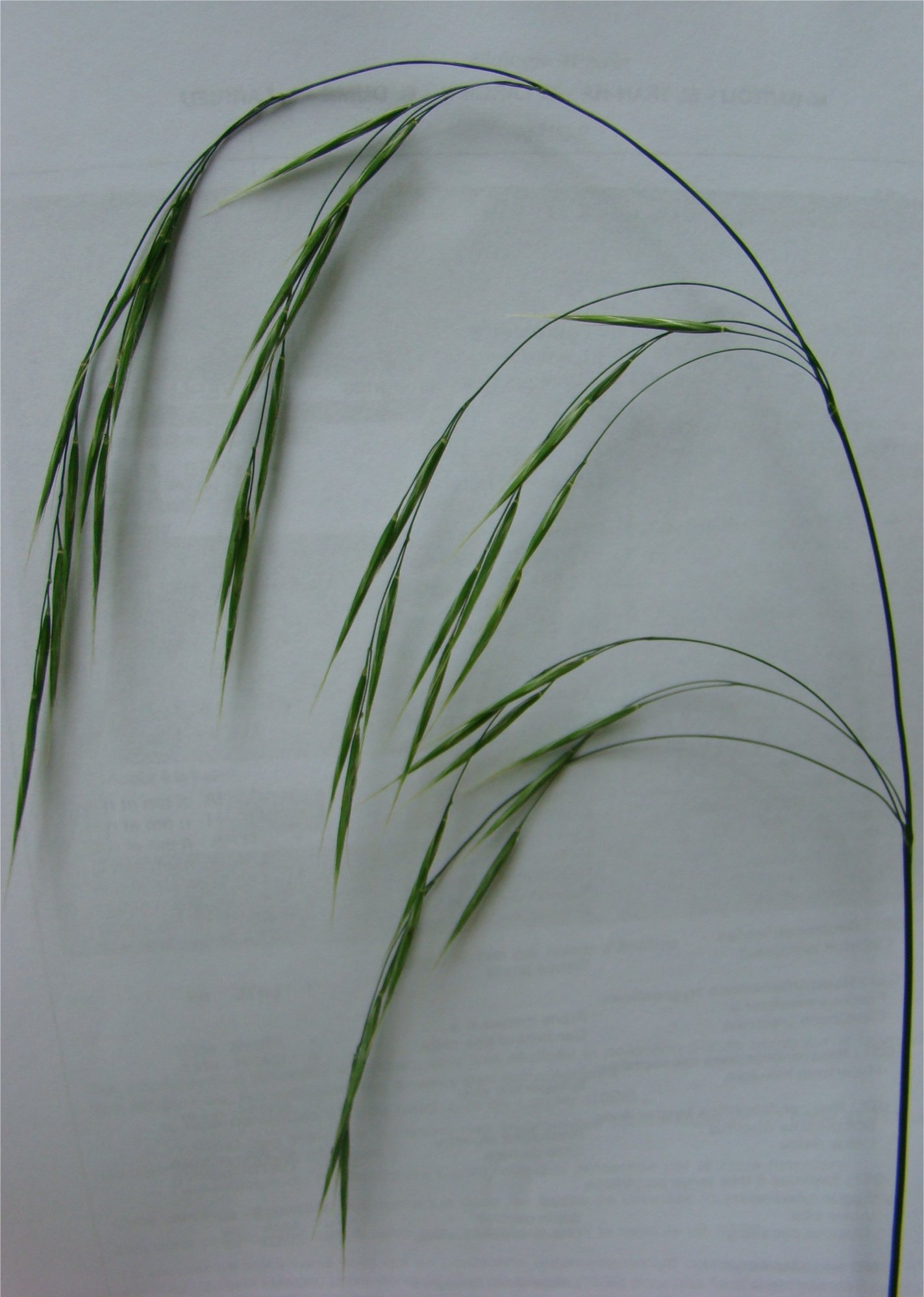 bromus ramosus subsp benekenii