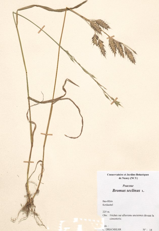 bromus secalinus