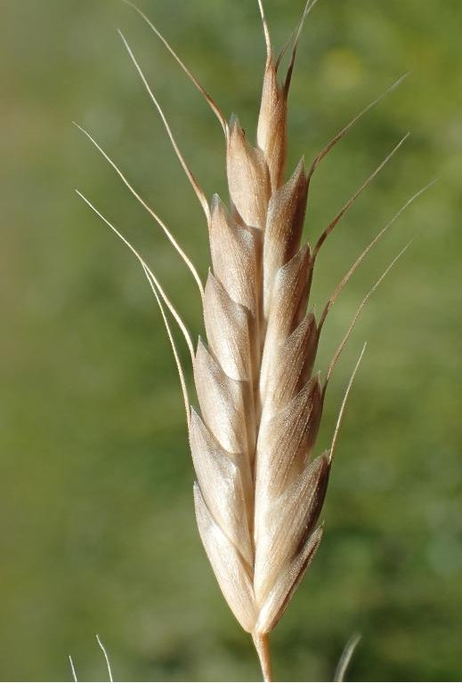 bromus secalinus