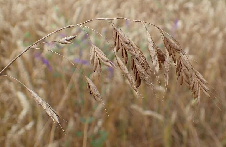 bromus secalinus