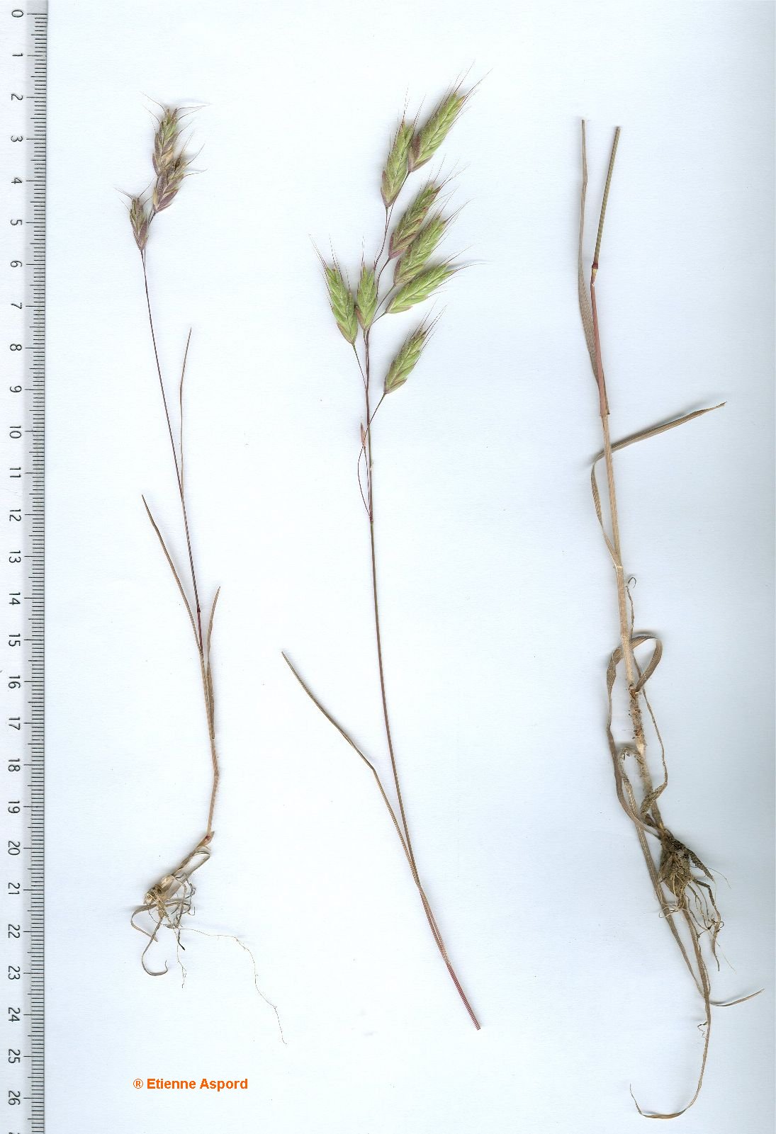 bromus squarrosus