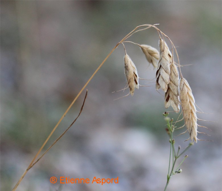 bromus squarrosus