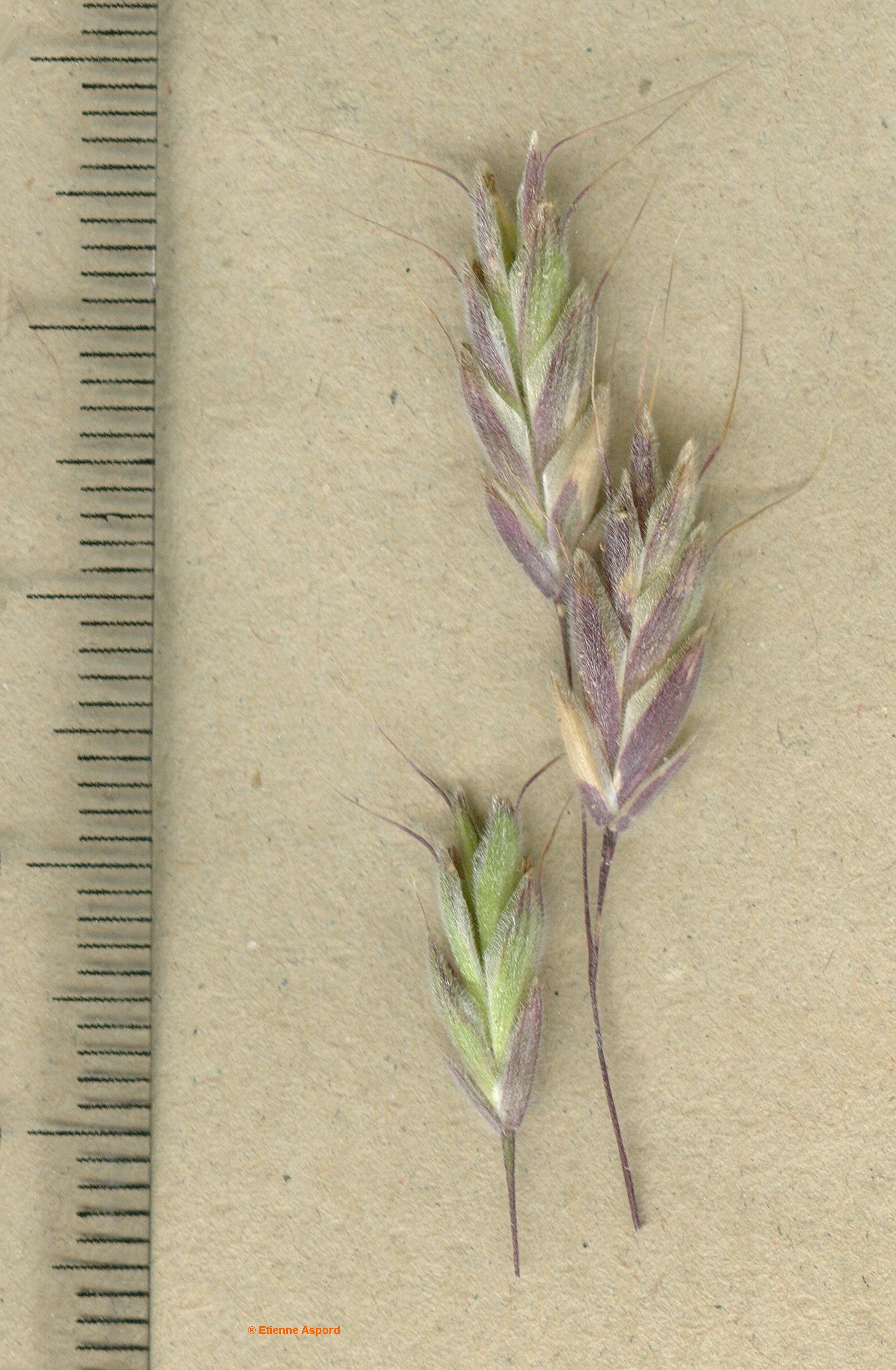 bromus squarrosus