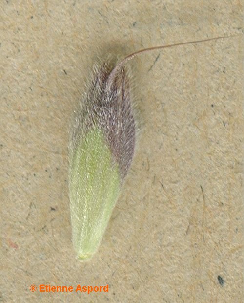 bromus squarrosus