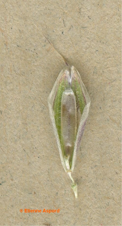 bromus squarrosus