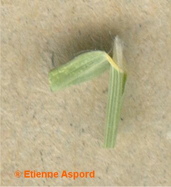 bromus squarrosus