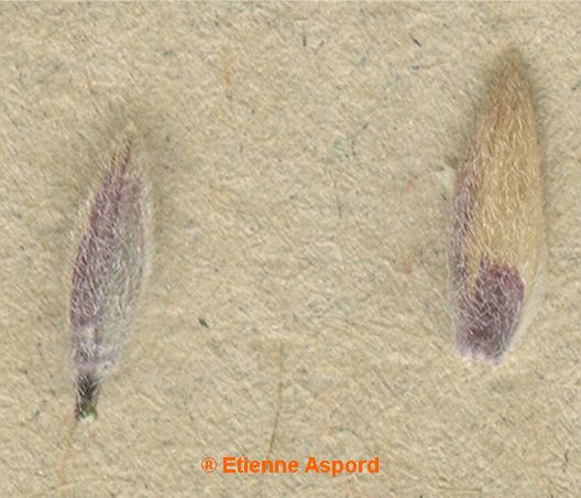 bromus squarrosus
