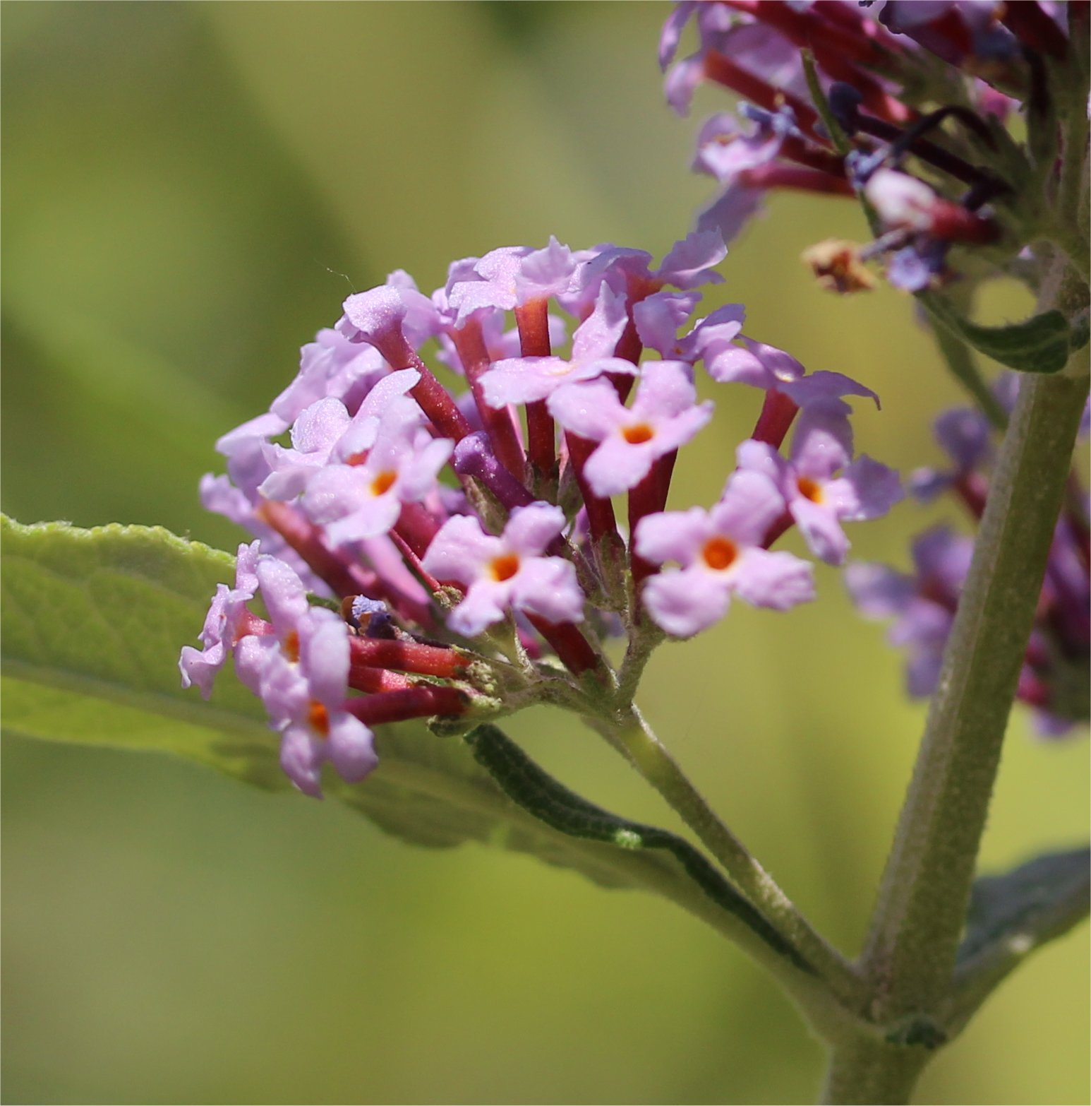 Buddleja davidii