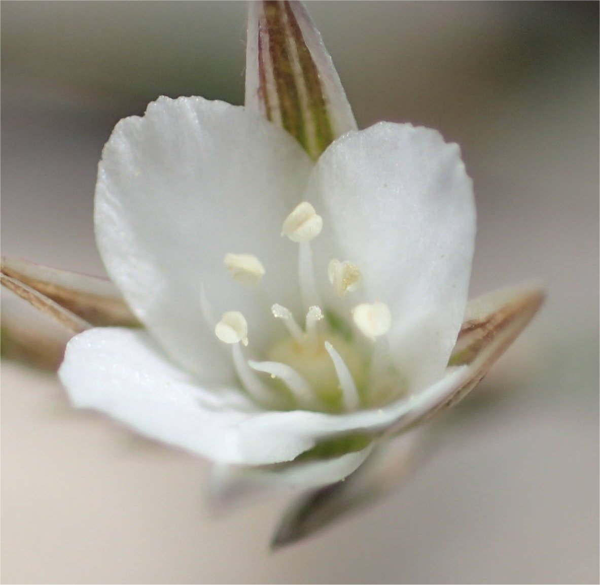 bufonia perennis