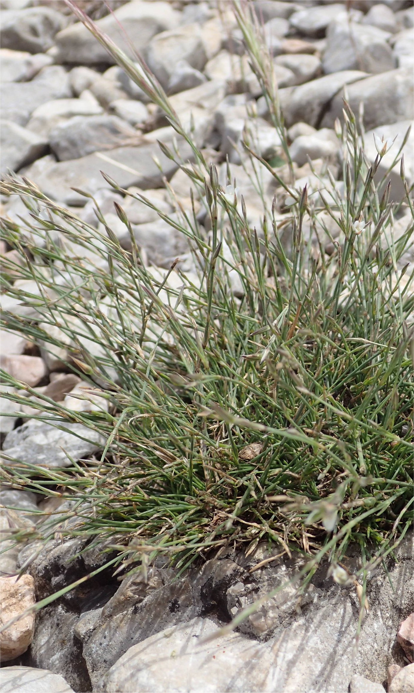 bufonia perennis