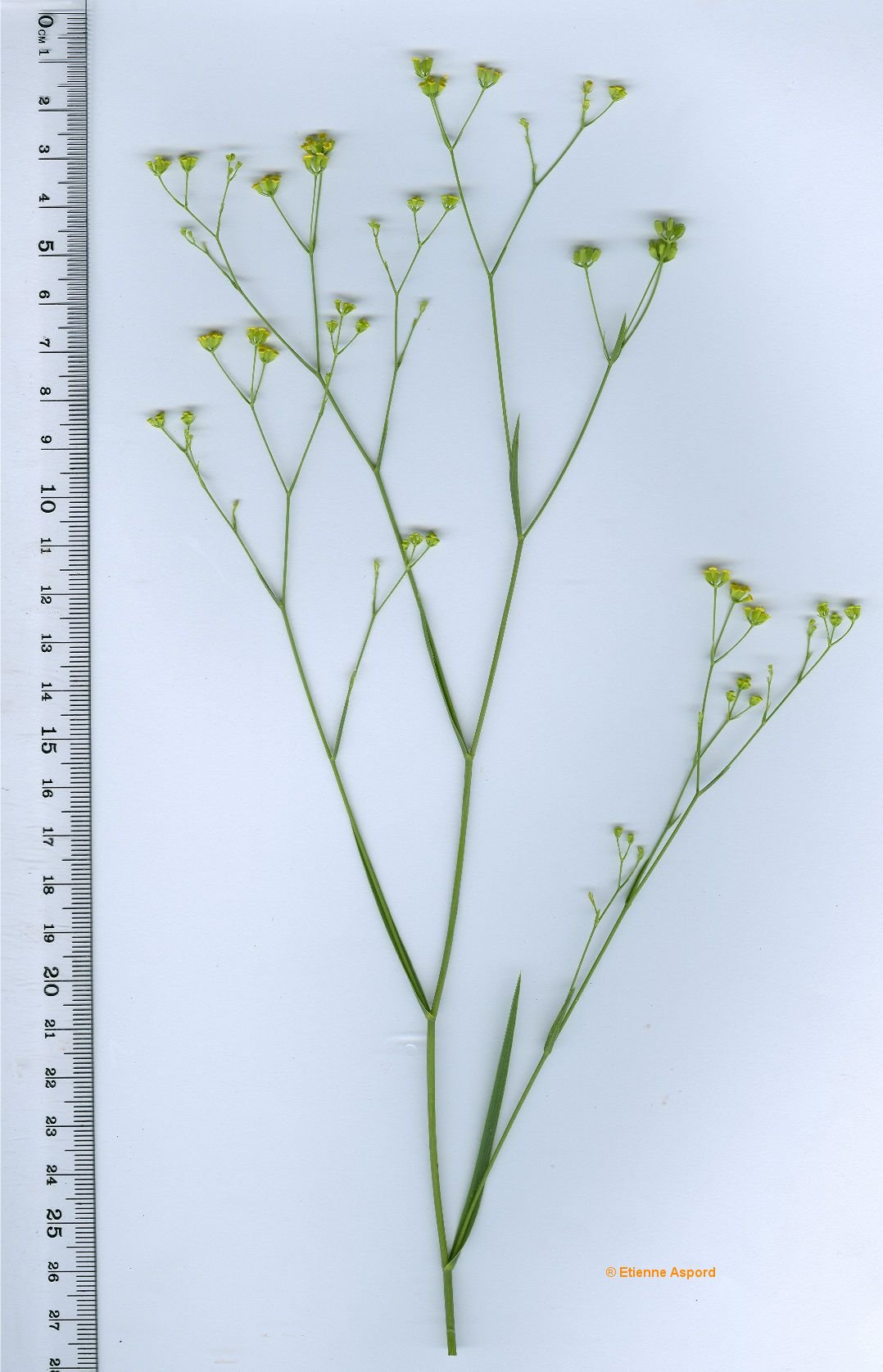 bupleurum praealtum