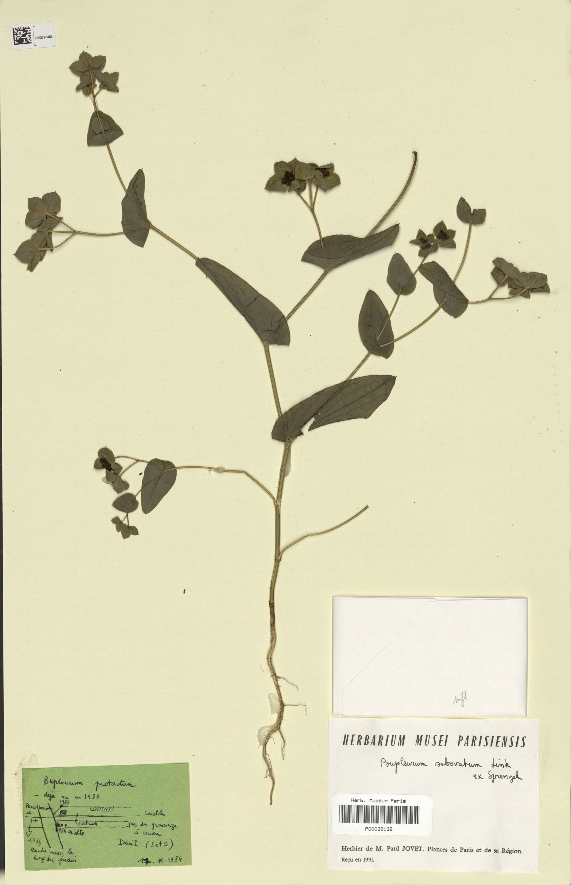 bupleurum subovatum