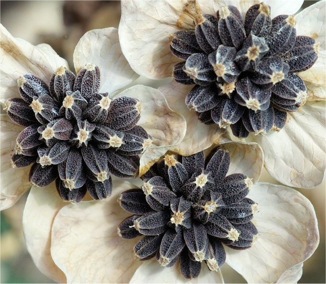 bupleurum subovatum