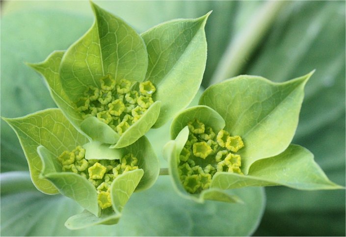 bupleurum subovatum