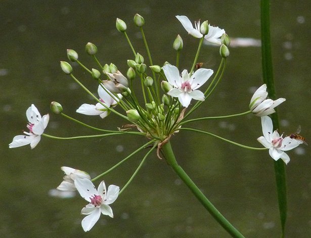 Butomus umbellatus