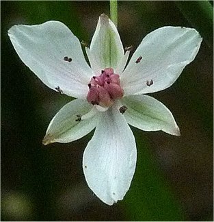 Butomus umbellatus