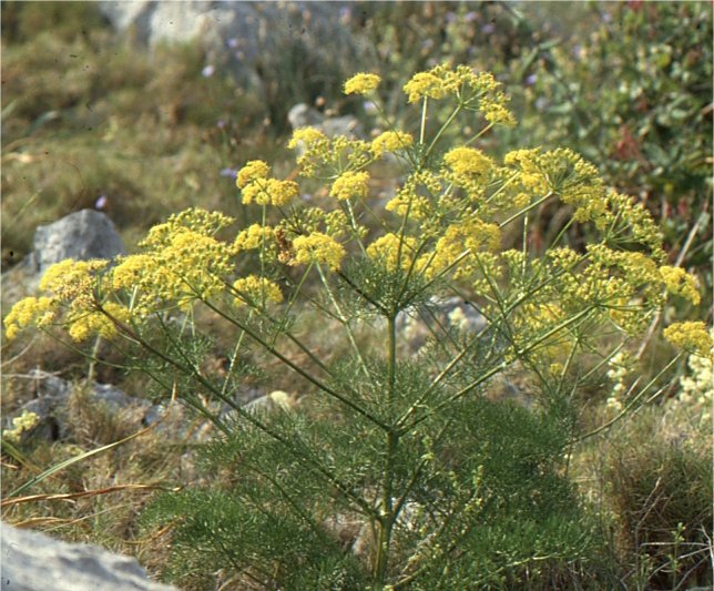 Cachrys trifidacachrys trifida
