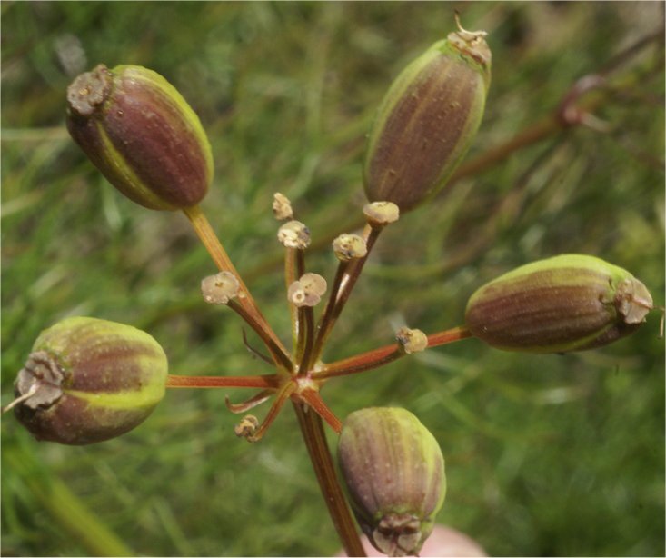 Cachrys trifidacachrys trifida