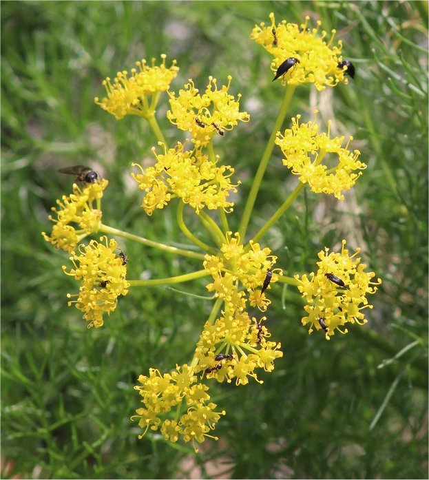 Cachrys trifidacachrys trifida