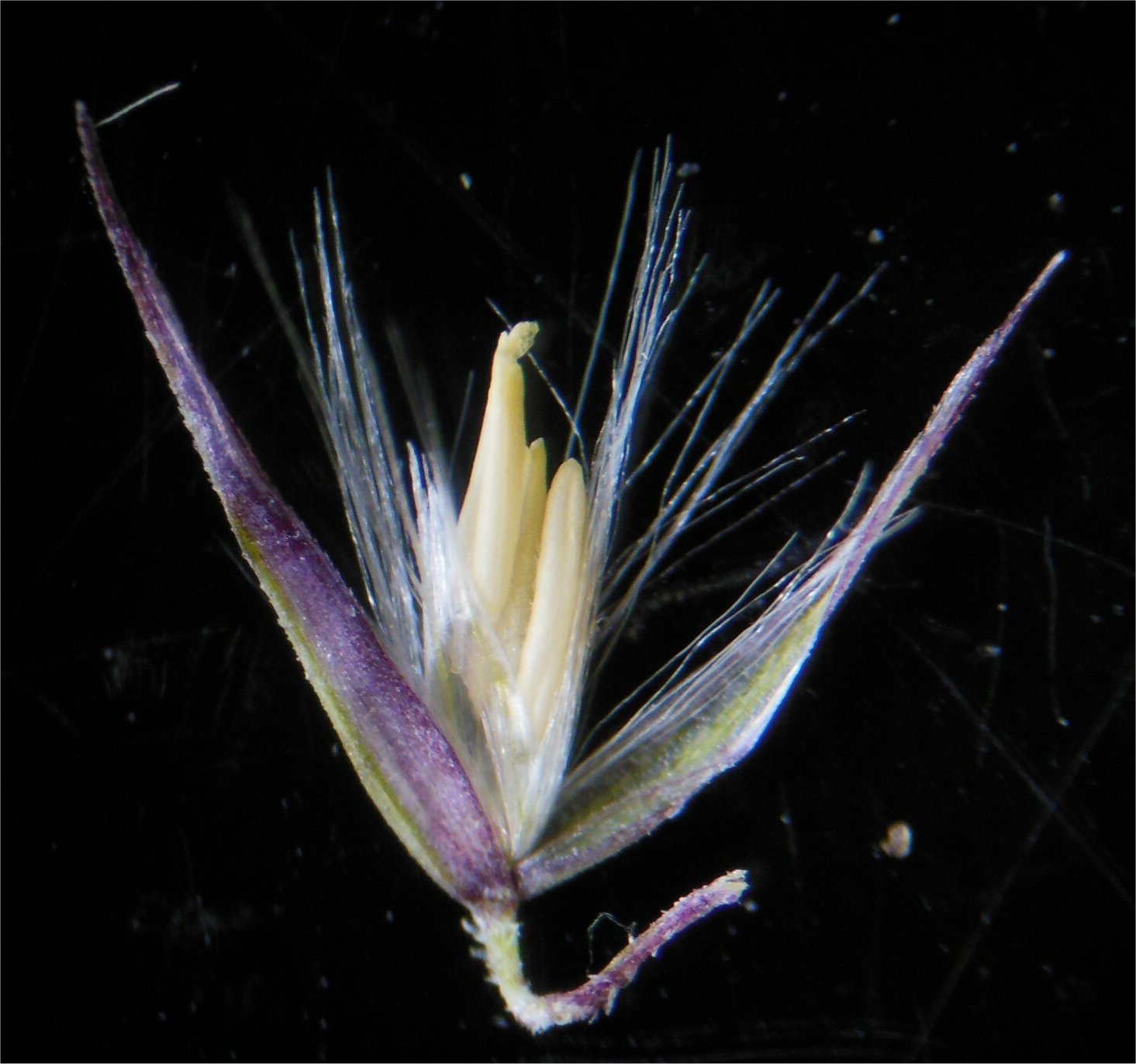 calamagrostis epigejos