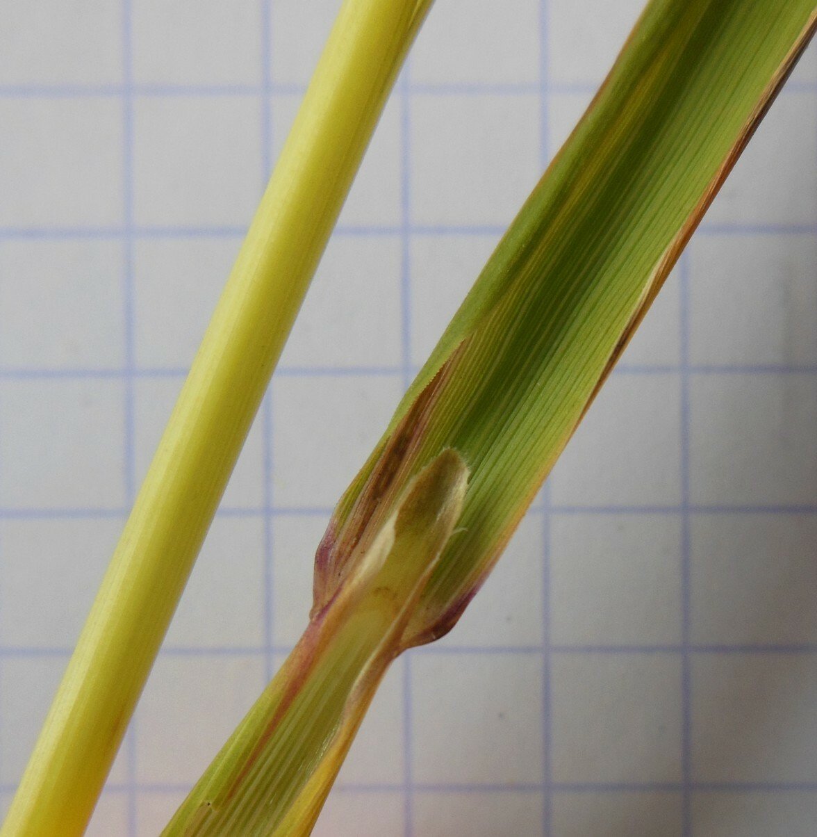 calamagrostis epigejos