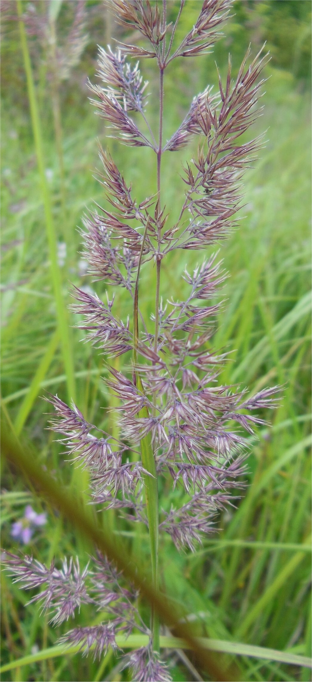 calamagrostis epigejos