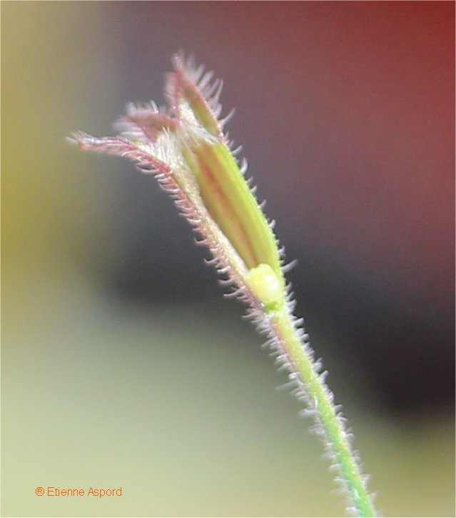 calamintha menthifolia