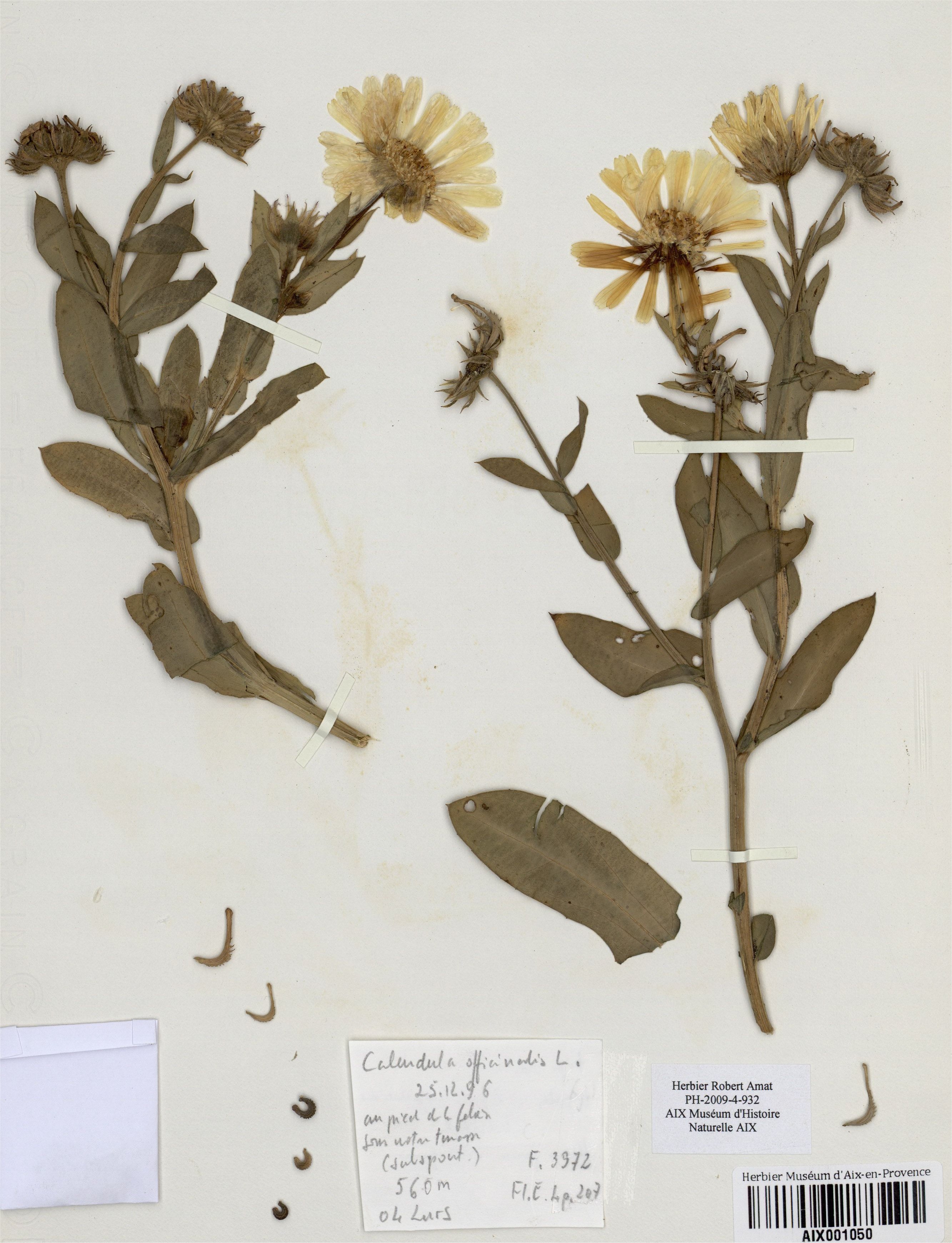 calendula officinalis
