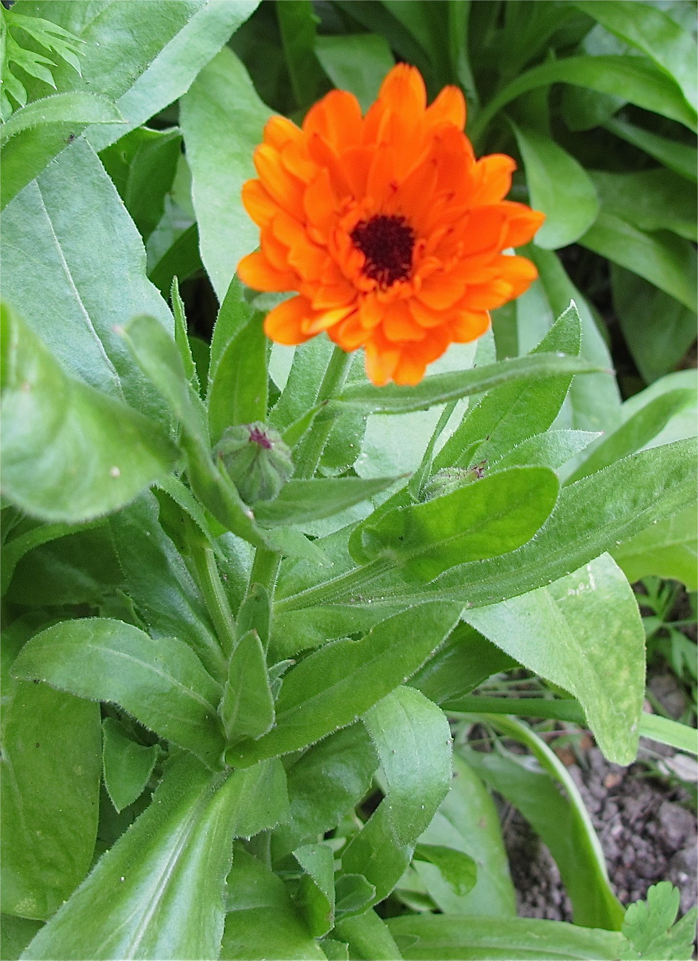 calendula officinalis