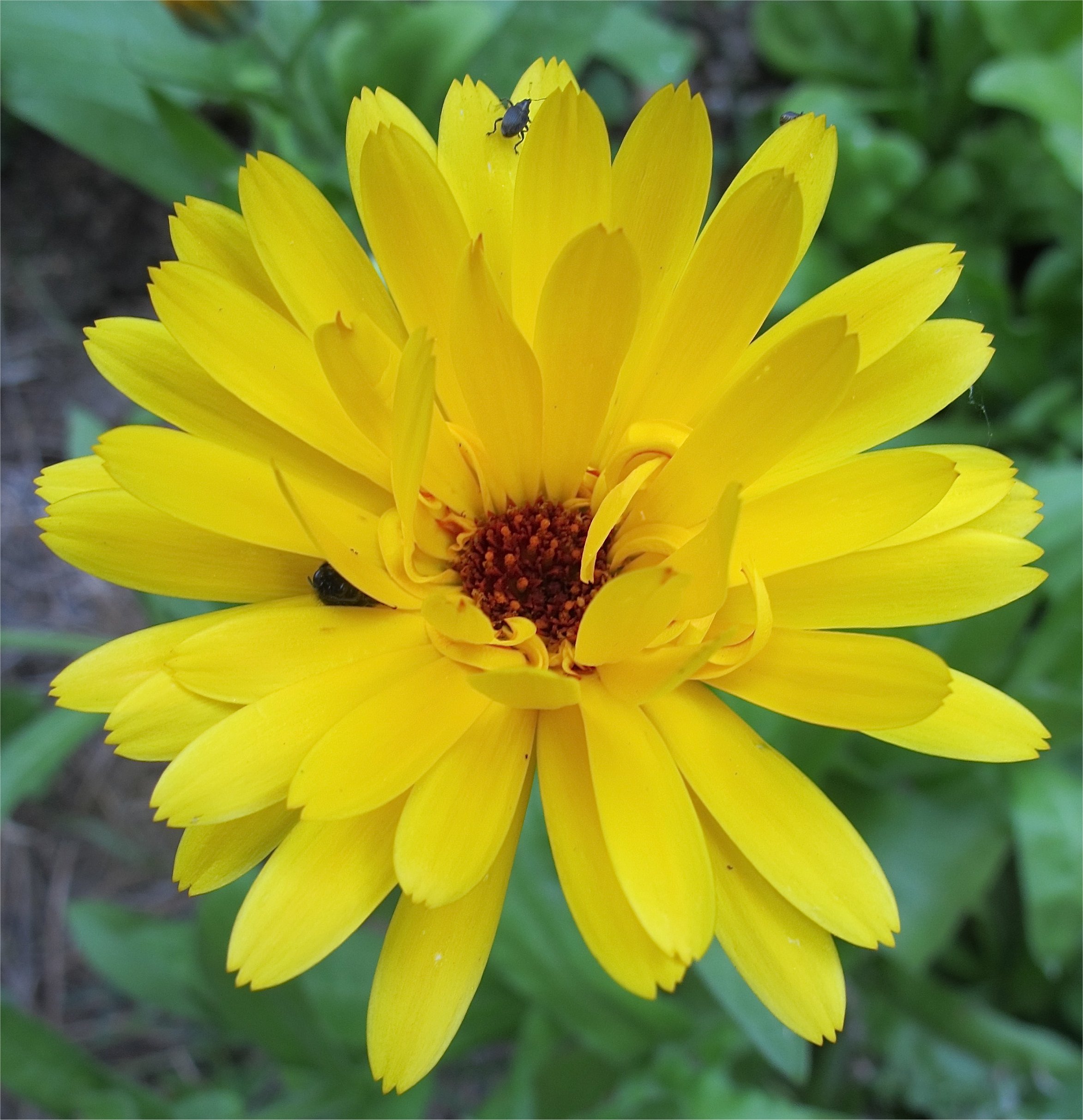 calendula officinalis