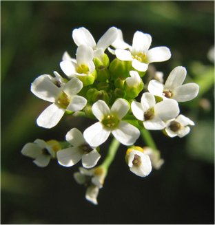 Calepina irregulariscalepina irregularis