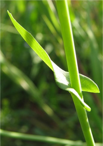 Calepina irregulariscalepina irregularis