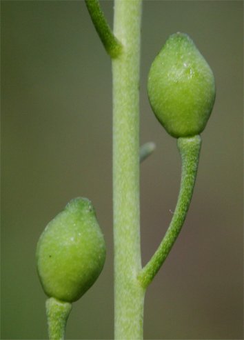 Calepina irregulariscalepina irregularis