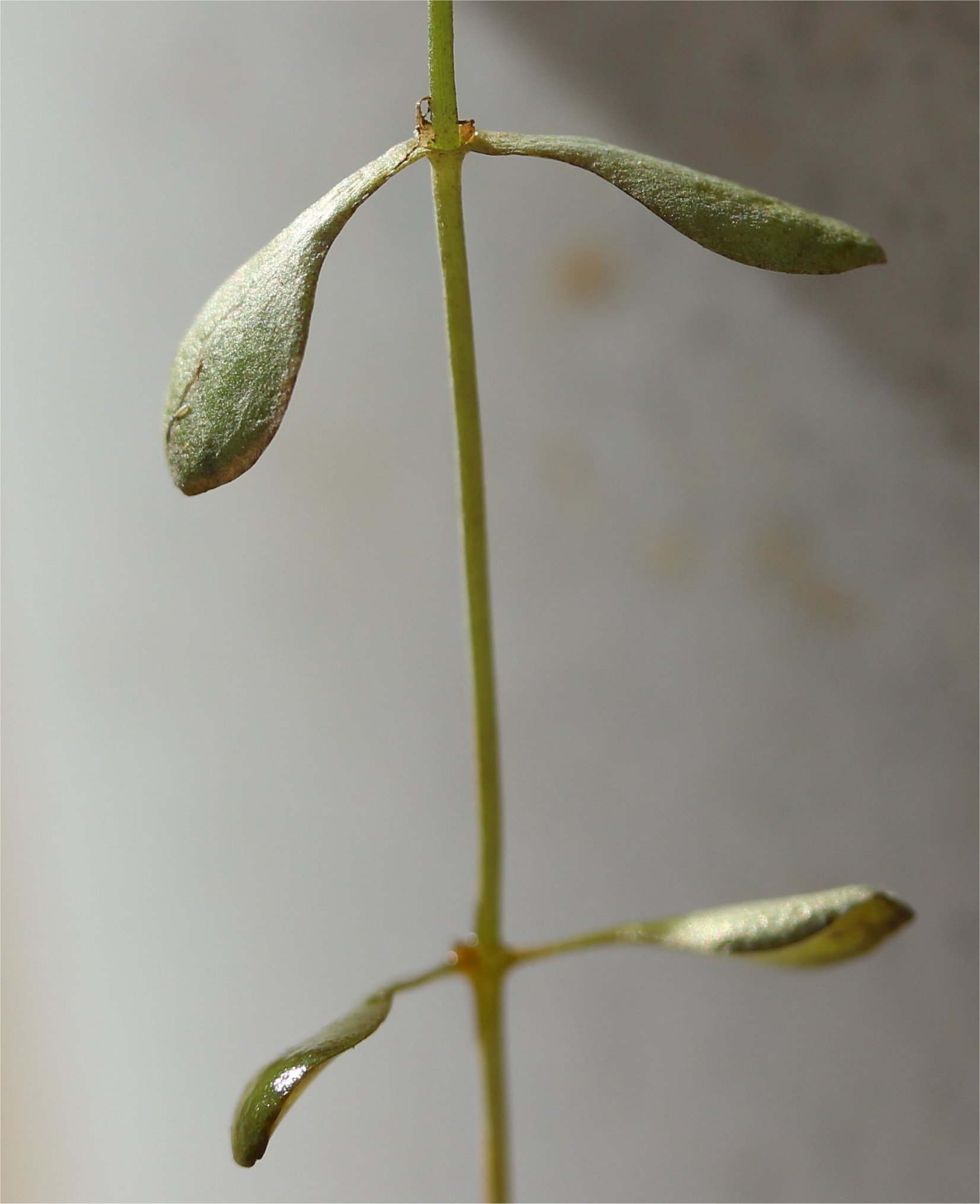 callitriche-brutia