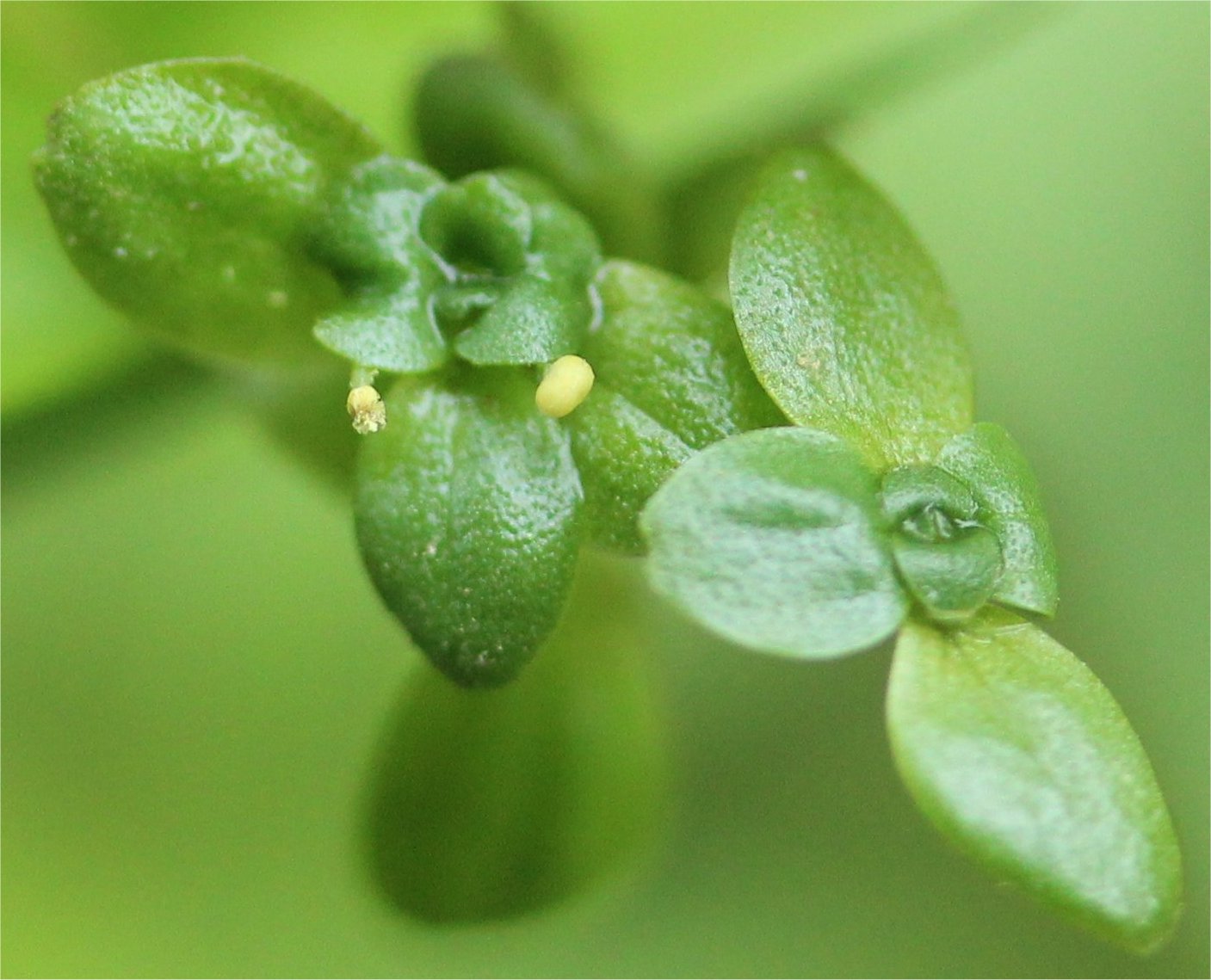 callitriche-brutia