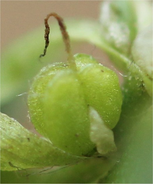 callitriche-brutia