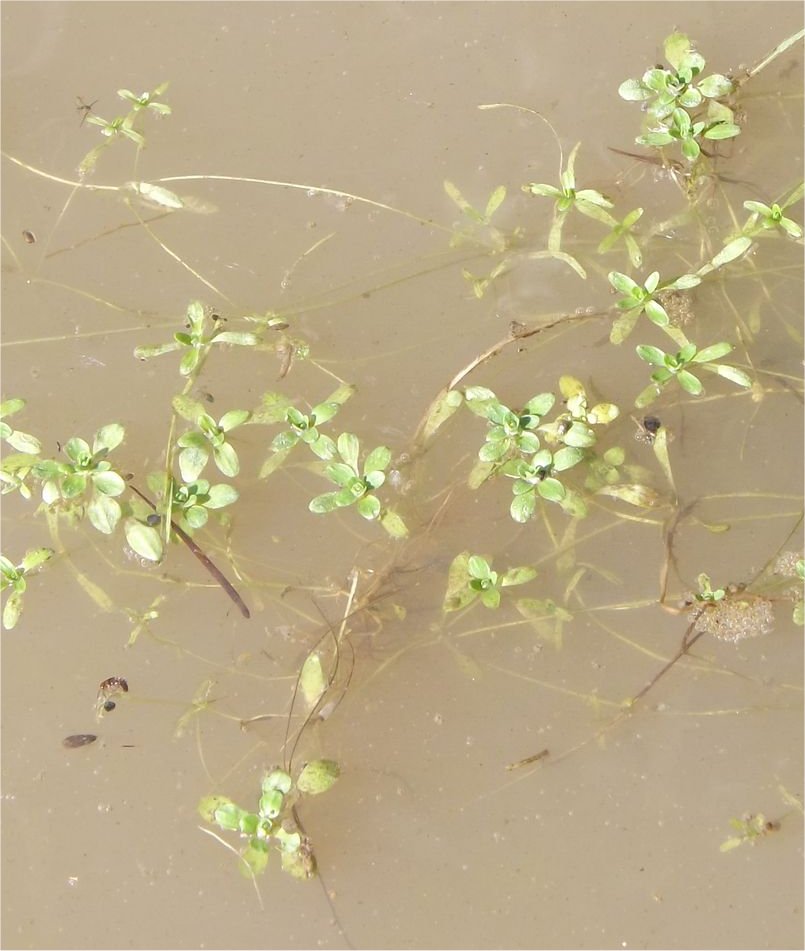 callitriche-palustris