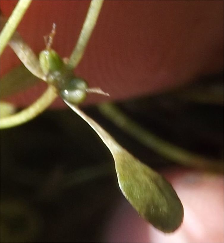 callitriche-palustris