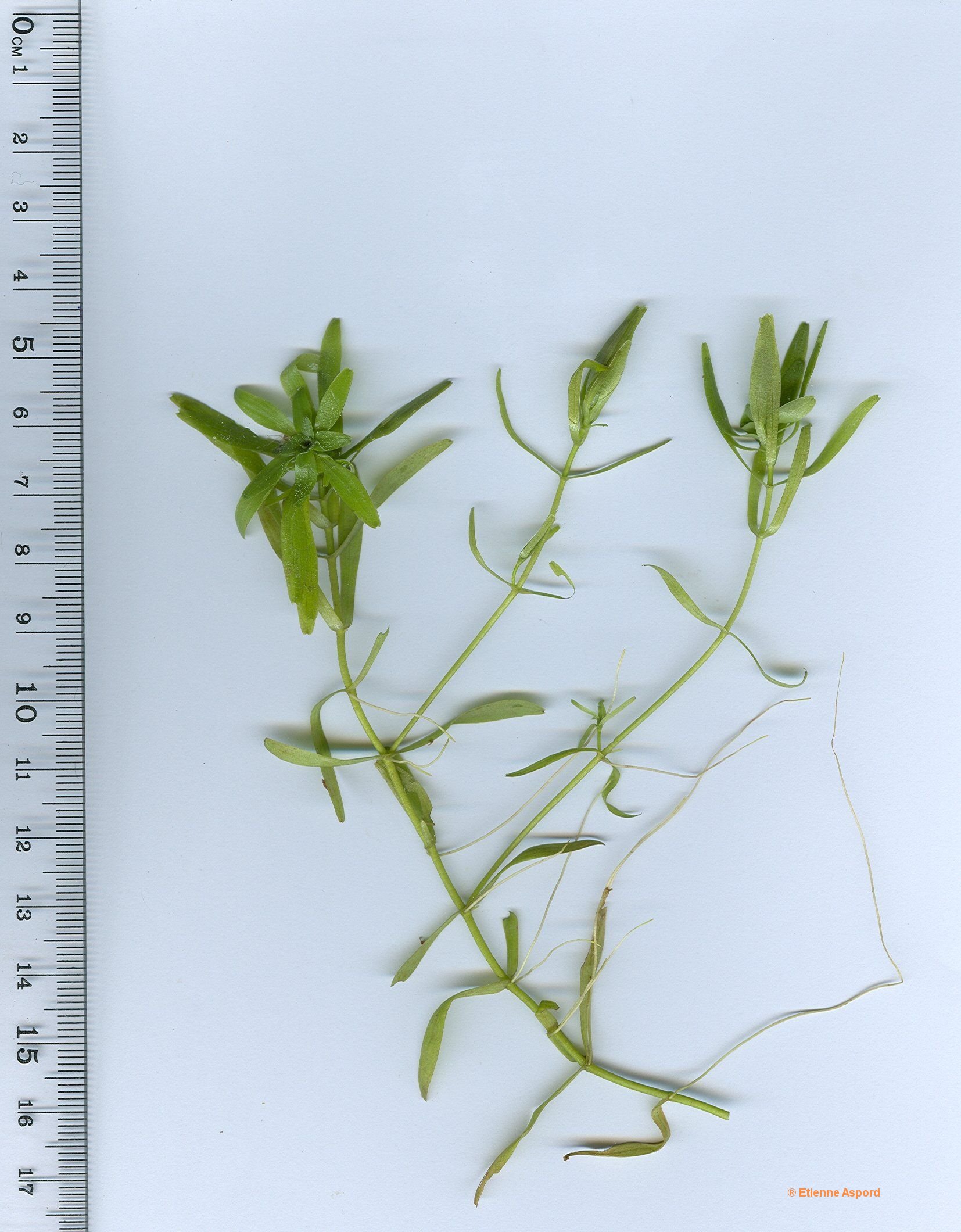 callitriche-platycarpa