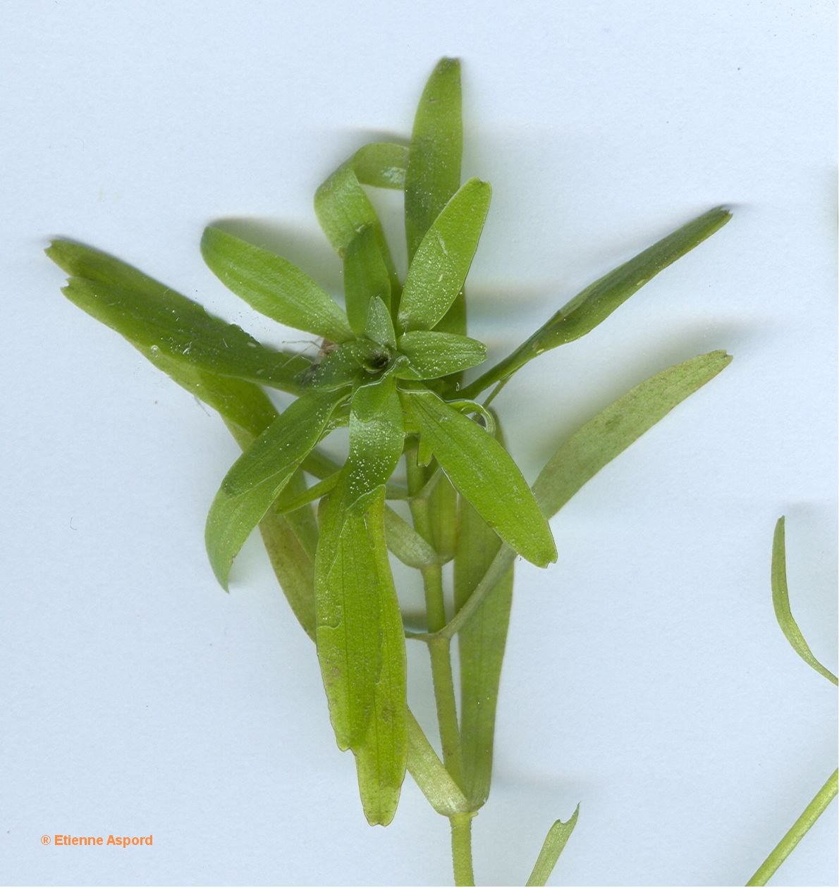 callitriche-platycarpa