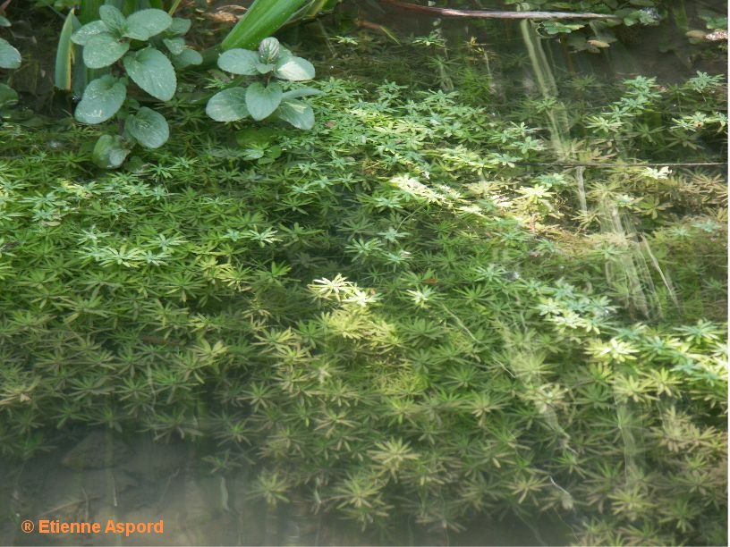 callitriche-platycarpa