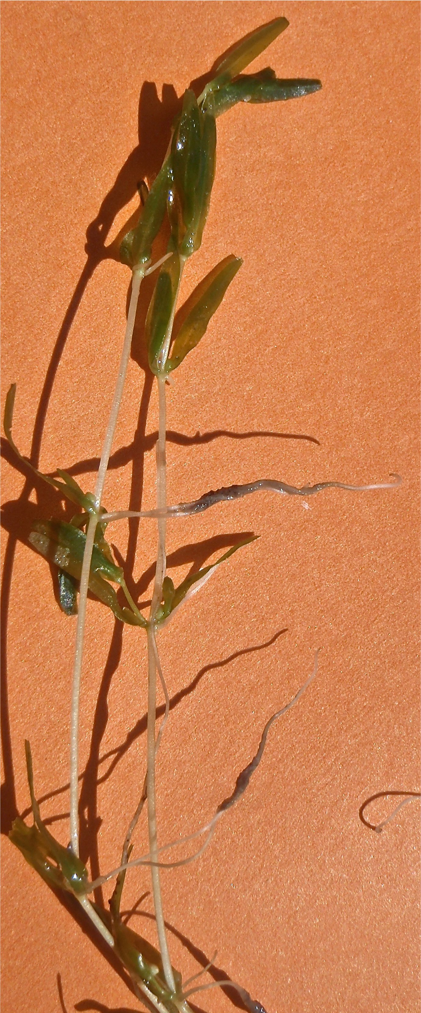 callitriche-truncata