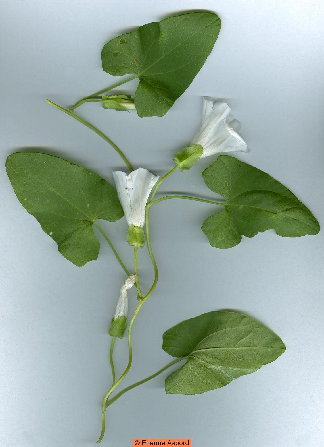 calystegia sepium