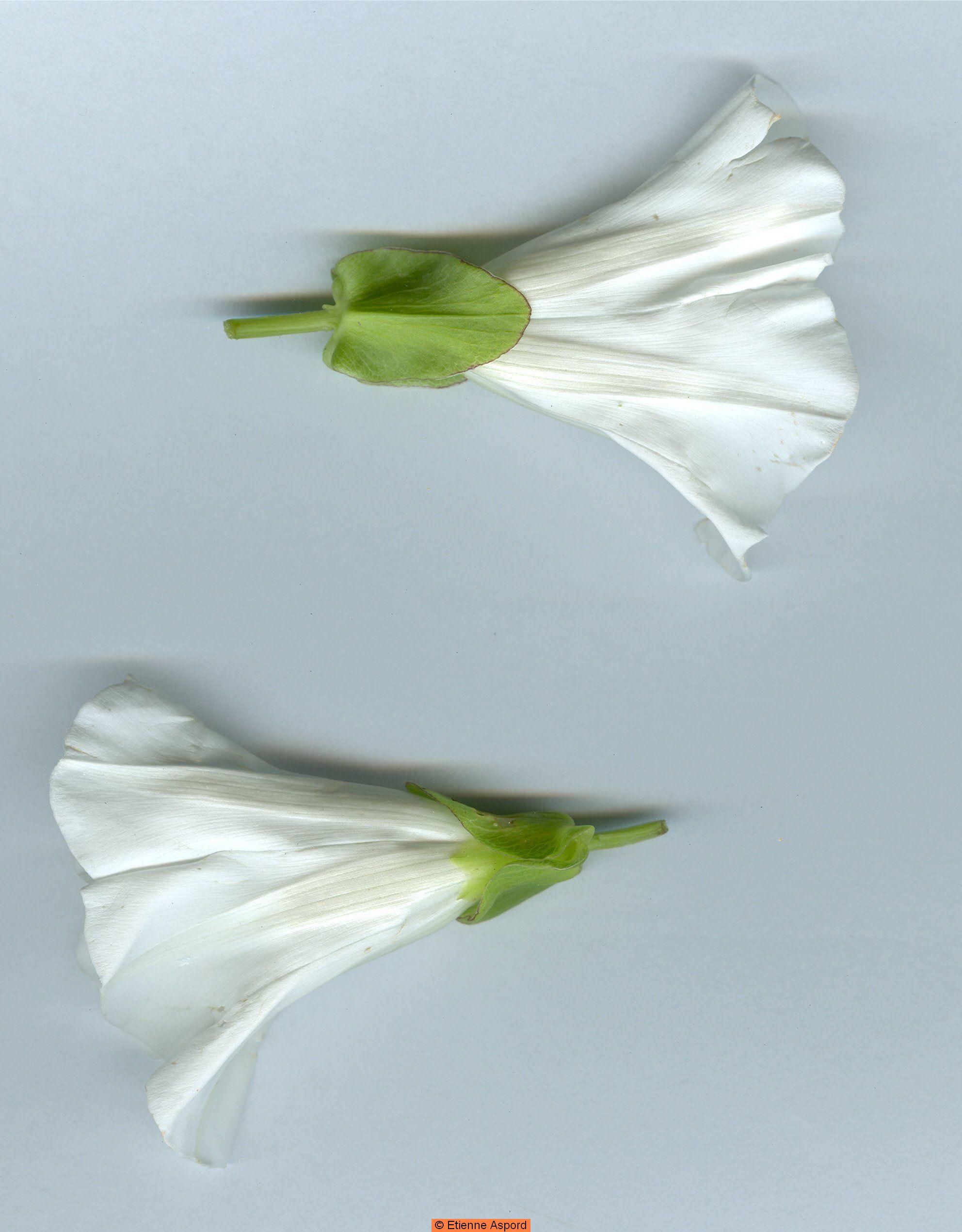calystegia sepium
