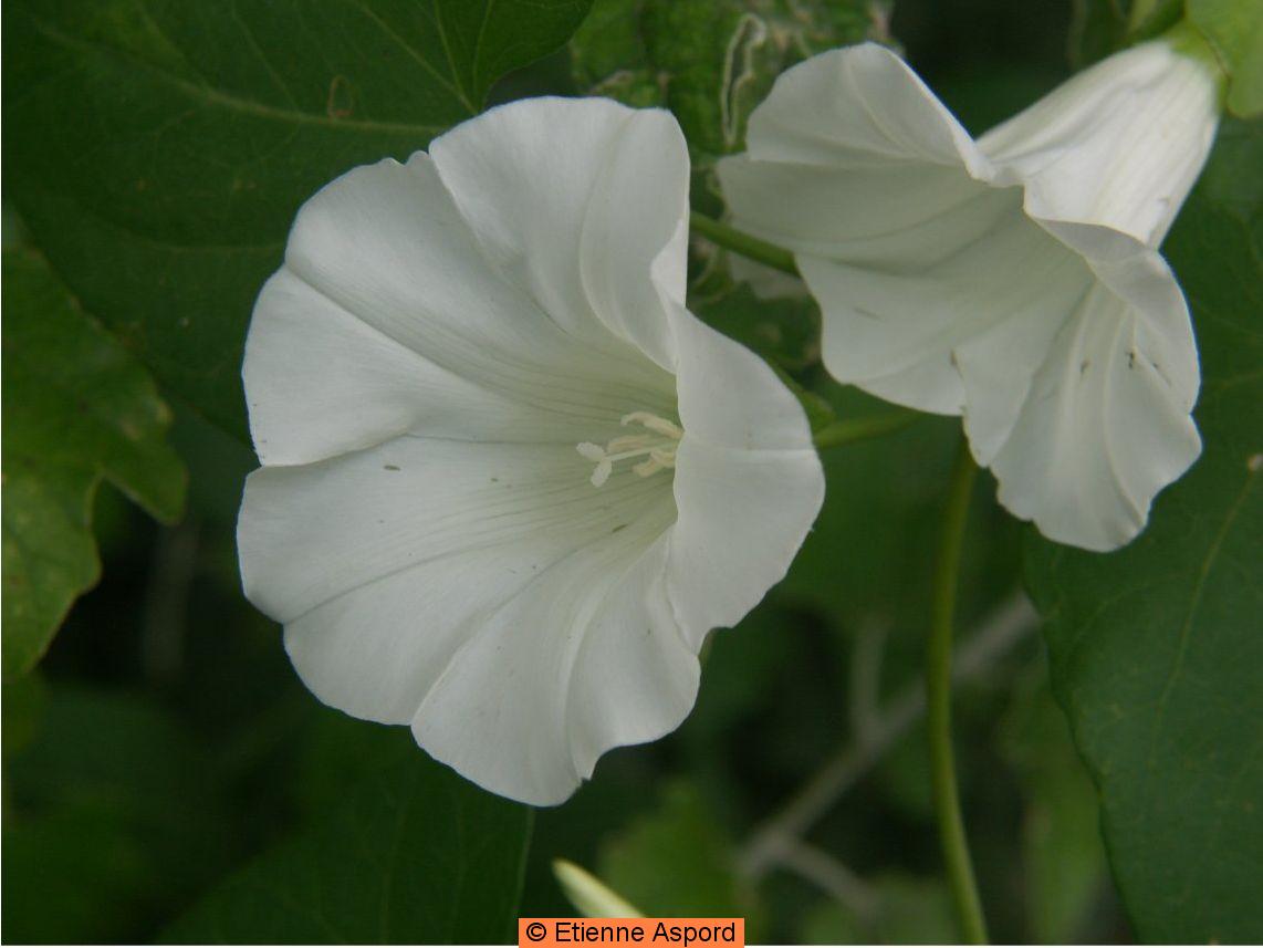 calystegia sepium